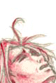 xjapanpetit.gif (6922 octets)